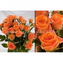 Розы кустовые оранжевые