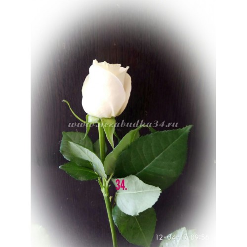 Роза Кения Белая